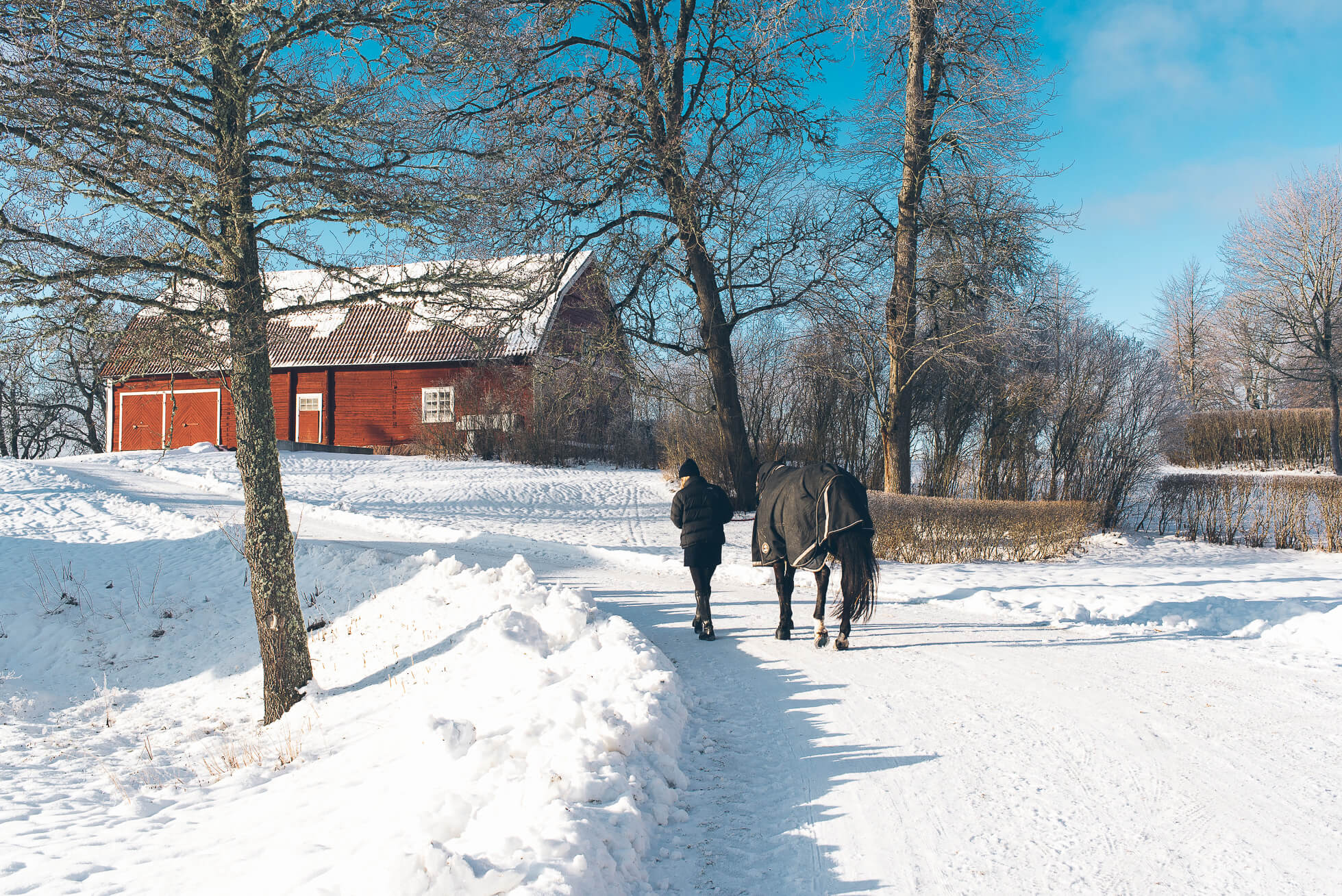 janni-deler-horses-snowDSC_6507