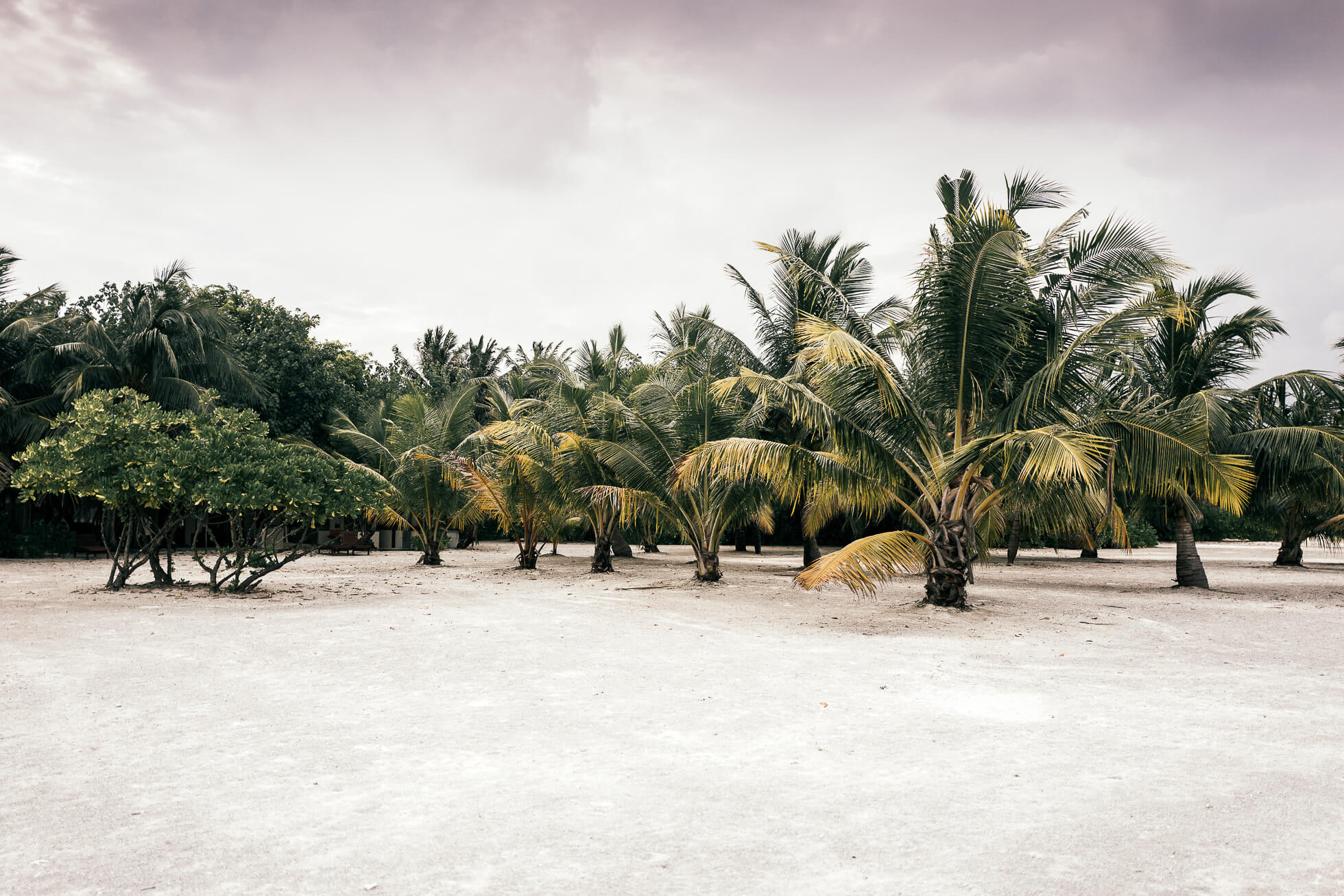 janni-deler-palm-tree-island-maldivesl1130133-redigera